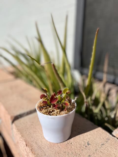 venus flytrap mosquito eating carnivorous plant