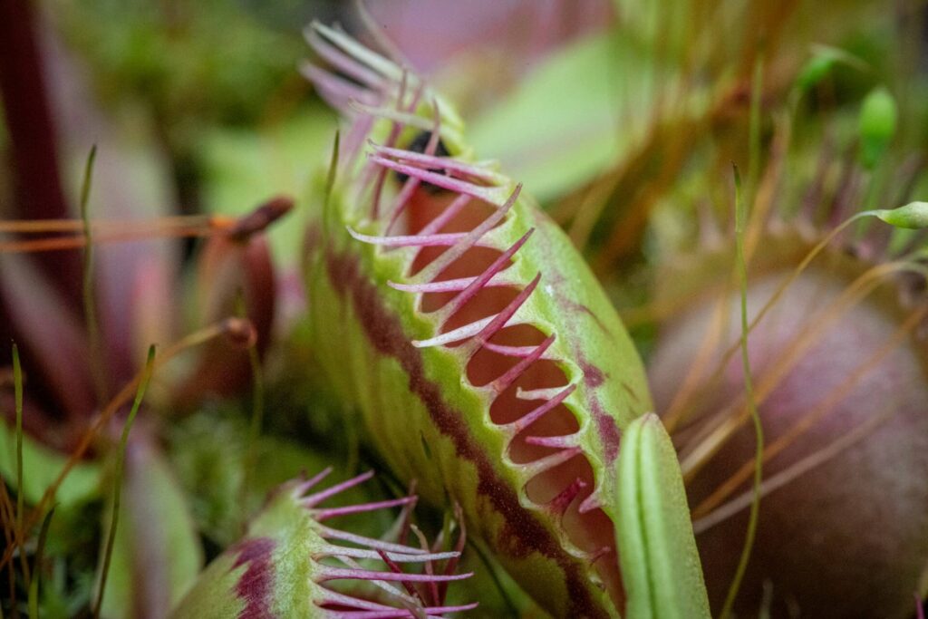 how to tell if a venus flytrap is healthy