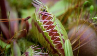 how to tell if a venus flytrap is healthy