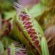 how to tell if a venus flytrap is healthy