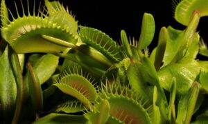venus flytrap dying