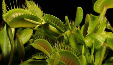 venus flytrap dying
