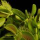 venus flytrap dying