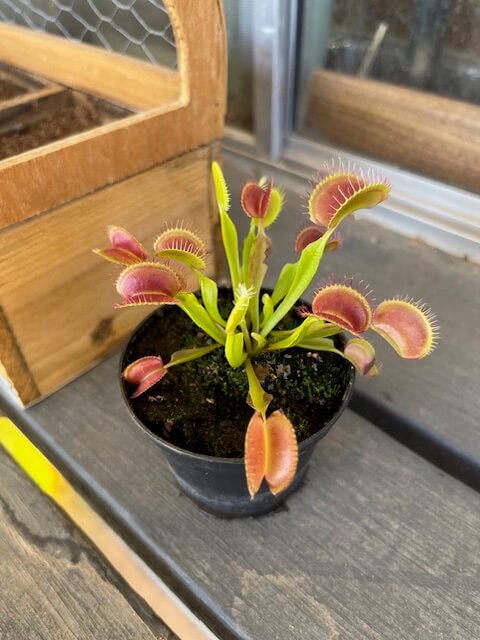 venus flytrap dying from not enough light
