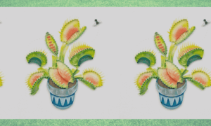 the ultimate carnivorous plant gift guide