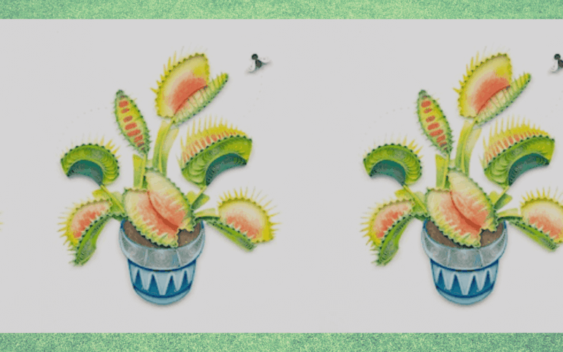 the ultimate carnivorous plant gift guide