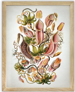 carnivorous plant art.jpg