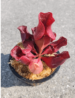 pitcher plant gift.jpg