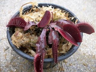 red dragon venus flytrap gift.jpg 1