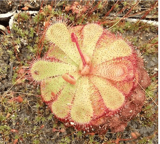sundew plant gift.jpg 1