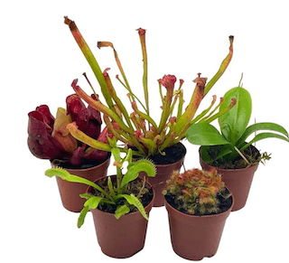 variety pack carnivorous plant gifts.jpg 1