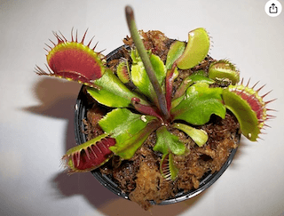 venus flytrap gifts.jpg 1
