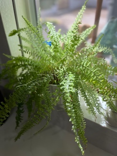 fern plant on windowsill
