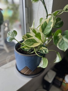 pothos bottom water gnats