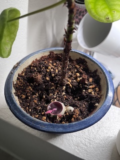 cinnamon sticks in plant for gnat prevention
