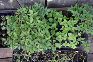 transplanting tomato seedlings outdoors