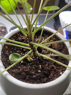 cinnamon sticks in plant to prevent gnats