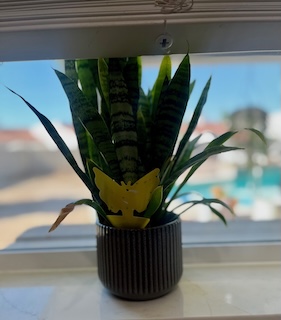 yellow sticky trap in snake plant for gnat prevention