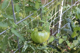 green tomato on a trellis 