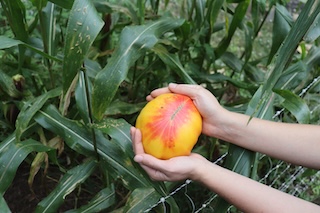 harvesting tomatoes