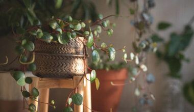 how to get rid of gnats in plants