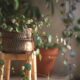 how to get rid of gnats in plants