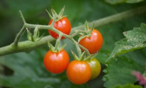 how to grow tomatoes from seeds