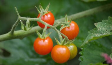 how to grow tomatoes from seeds