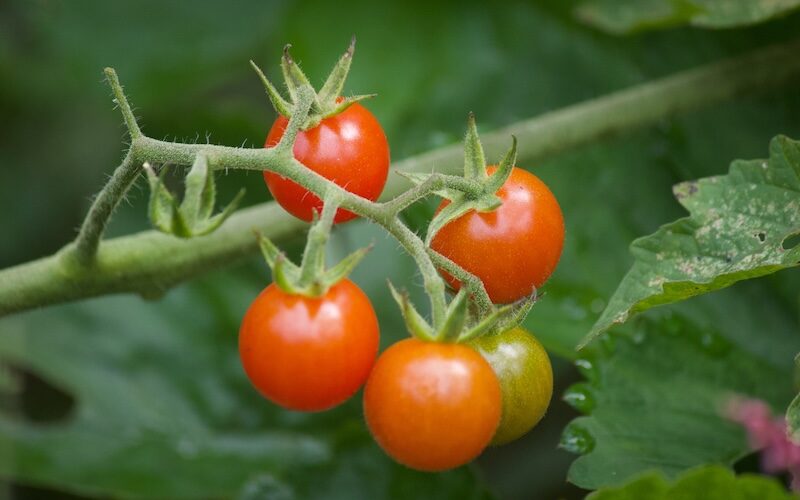 how to grow tomatoes from seeds