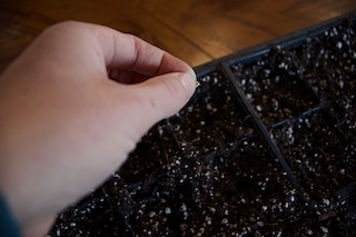 planting tomato seeds in soil