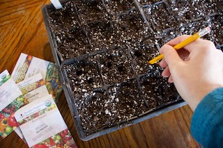 preparing soil for tomato seeds with  a pencil