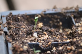 tomato seedling sprouting