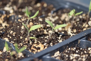 tomato seedlings