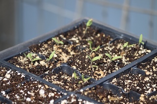growing tomato seedlings