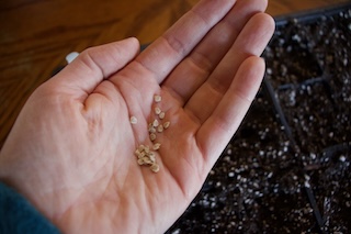 tomato seeds