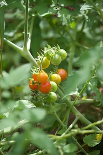 tomatoes on the vine