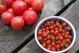 tomatoes harvested from my garden